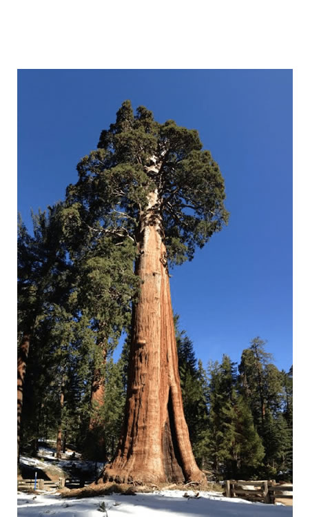 La secuoya es una  de los árboles  más altos y longevos del planeta  puede llegar a medir 100 metros y vivir mas de 1000 años.